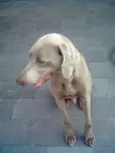 lord