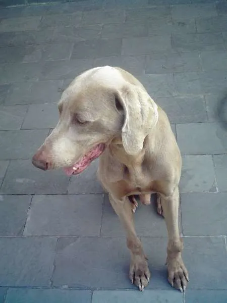 Cachorro ra a weimaraner idade 5 anos nome lord