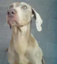 lord