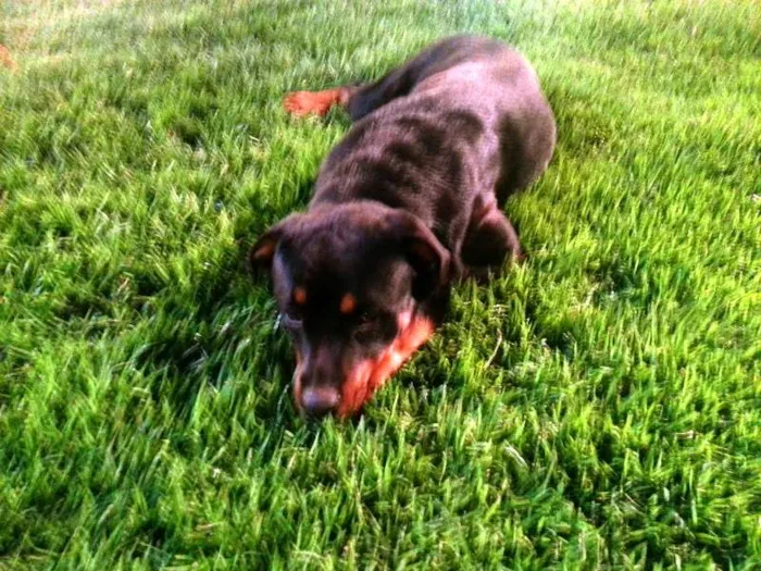 Cachorro ra a Rottweiler idade 2 anos nome Barão