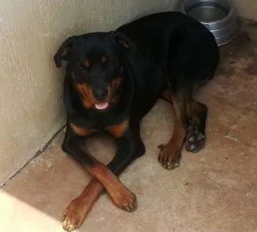 Cachorro ra a Rottweiler idade 2 anos nome Barão