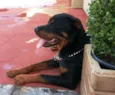 Barão