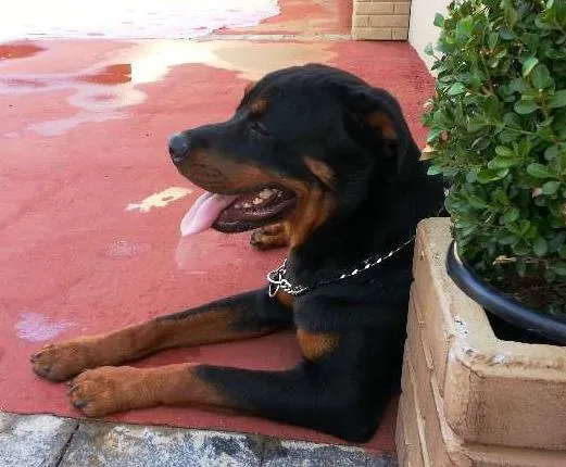 Cachorro ra a Rottweiler idade 2 anos nome Barão