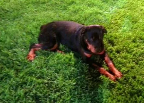 Cachorro ra a Rottweiler idade 2 anos nome Barão