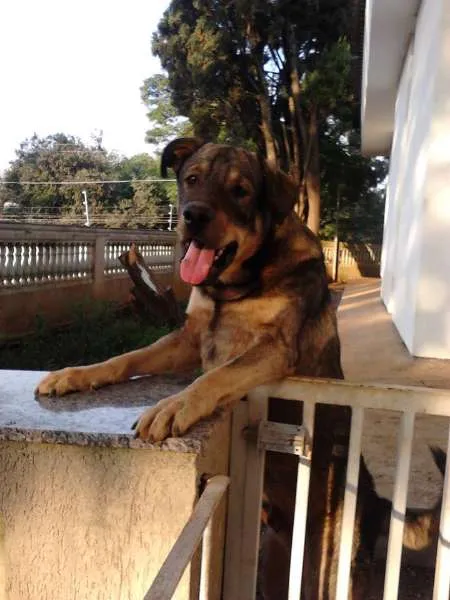 Cachorro ra a SRD idade 1 ano nome CLODOVIL