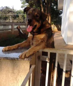 Cachorro raça SRD idade 1 ano nome CLODOVIL