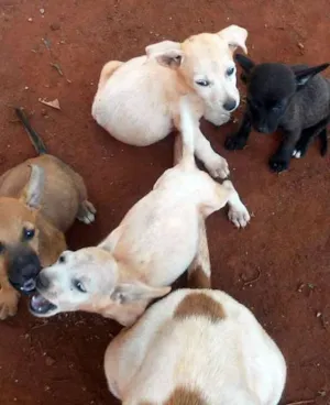 Cachorro raça Srd idade  nome Lindos filhotes