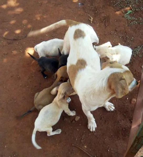 Cachorro ra a Srd idade  nome Lindos filhotes