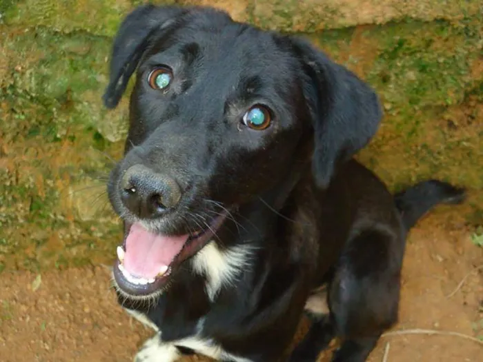 Cachorro ra a Diversas idade  nome Filhotes e Adultos