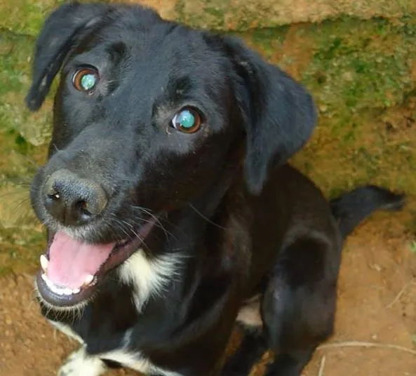 Cachorro ra a Diversas idade  nome Filhotes e Adultos