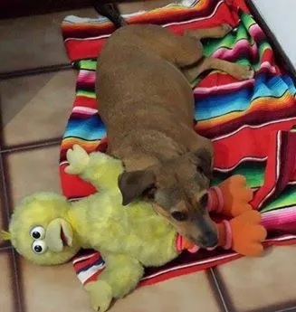 Cachorro ra a SRD idade 4 anos nome Tina