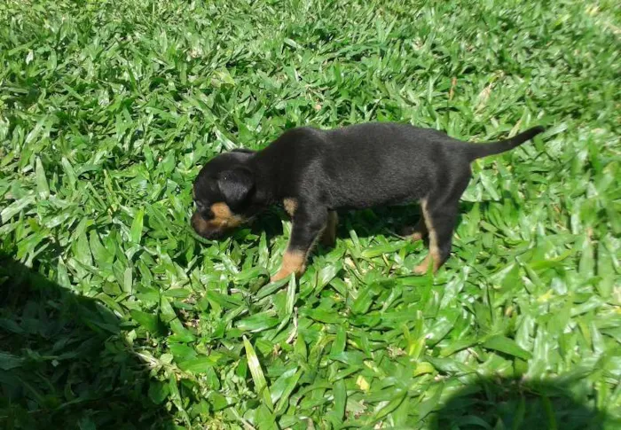 Cachorro raça vira lata idade 2 a 6 meses nome --