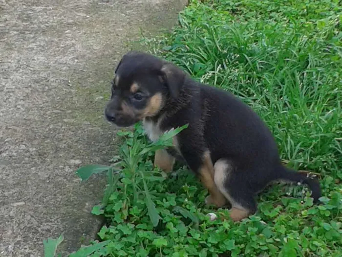 Cachorro raça vira lata idade 2 a 6 meses nome --