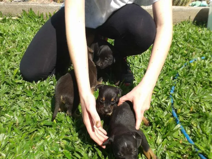 Cachorro raça vira lata idade 2 a 6 meses nome --