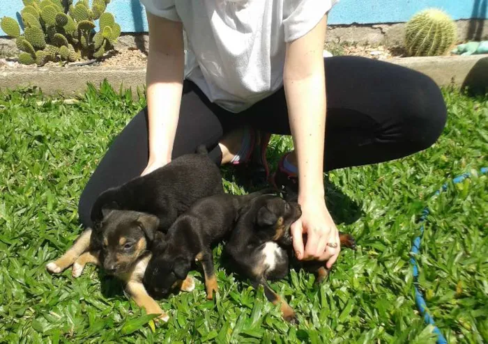Cachorro raça vira lata idade 2 a 6 meses nome --