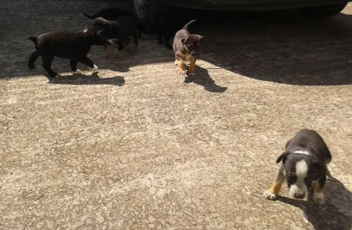 Cachorro raça vira lata idade 2 a 6 meses nome --