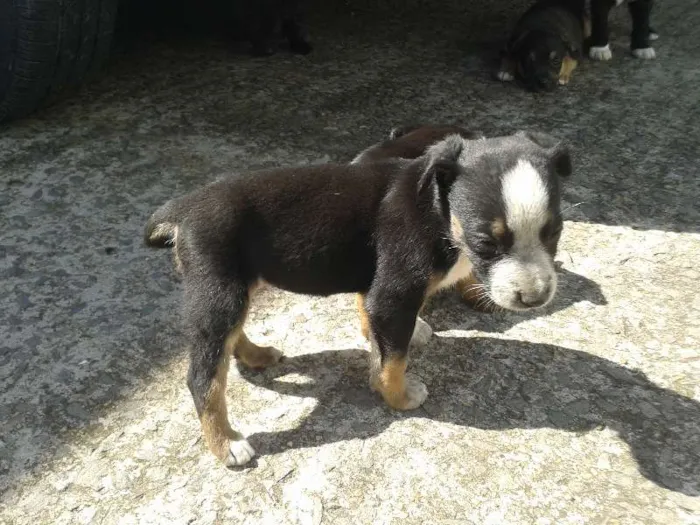 Cachorro raça vira lata idade 2 a 6 meses nome --