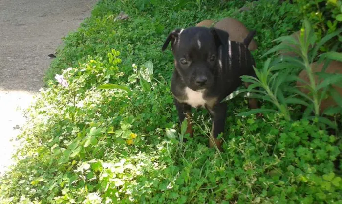 Cachorro raça vira lata idade 2 a 6 meses nome --