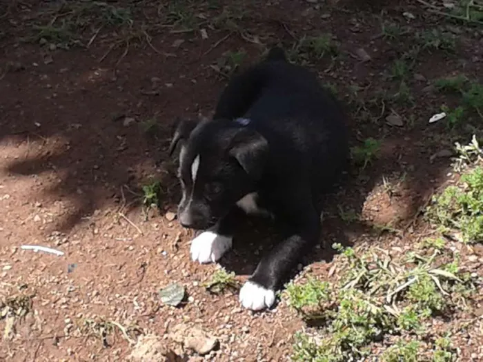 Cachorro raça vira lata idade 2 a 6 meses nome --