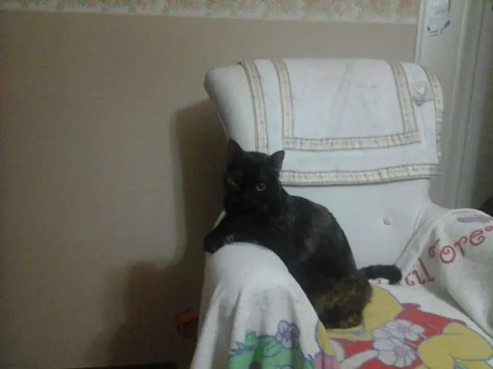 Gato ra a sem raça idade 2 anos nome MEL