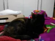 MEL