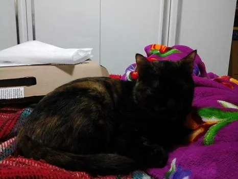 Gato ra a sem raça idade 2 anos nome MEL