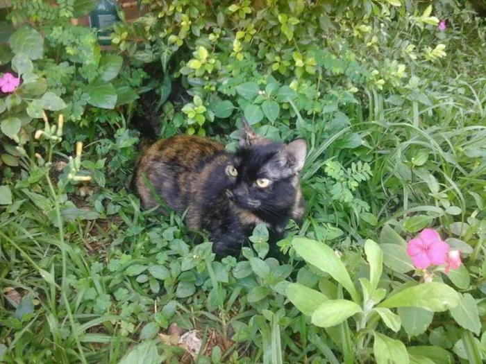 Gato ra a sem raça idade 2 anos nome MEL