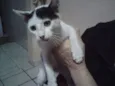 Romeu