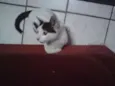 Romeu