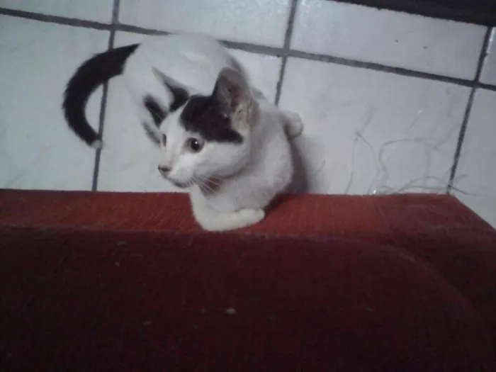 Gato ra a Srd idade 2 a 6 meses nome Romeu
