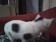 Romeu