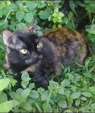 Gato ra a sem raça idade 2 anos nome MEL