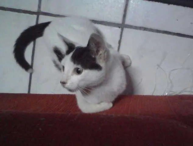 Gato ra a Srd idade 2 a 6 meses nome Romeu