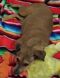 Cachorro raça SRD idade 4 anos nome Tina