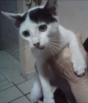 Gato raça Srd idade 2 a 6 meses nome Romeu
