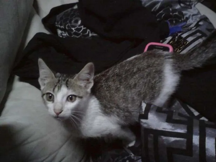 Gato ra a SRD idade 2 a 6 meses nome ANGEL