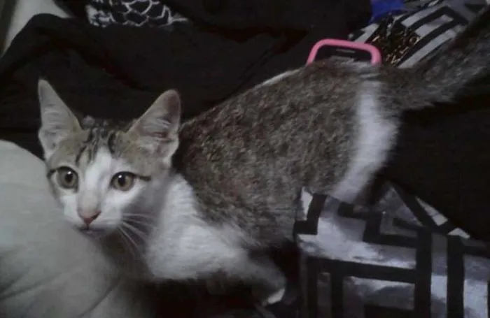 Gato ra a SRD idade 2 a 6 meses nome ANGEL