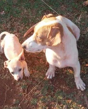 Cachorro ra a Srd idade  nome Lindos filhotes