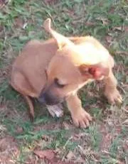 Cachorro ra a Srd idade  nome Lindos filhotes