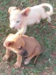Lindos filhotes