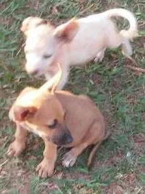 Cachorro ra a Srd idade  nome Lindos filhotes