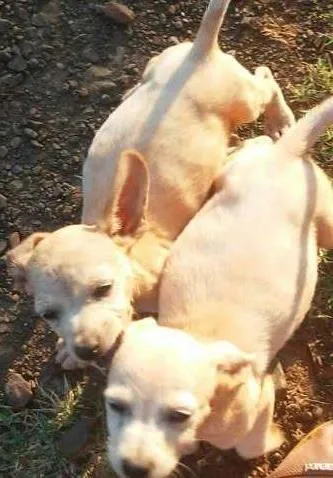 Cachorro ra a Srd idade  nome Lindos filhotes
