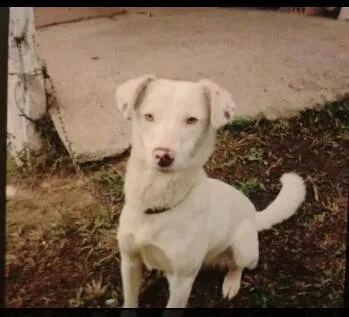 Cachorro ra a SRD idade 1 ano nome LUA