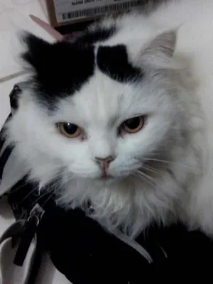 Gato raça misto de persa idade 6 ou mais anos nome Nina