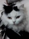 Nina