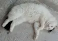 Nina