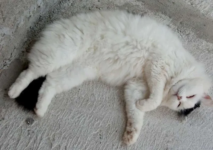 Gato raça misto de persa idade 6 ou mais anos nome Nina