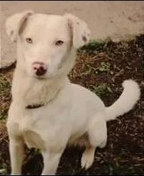 Cachorro raça SRD idade 1 ano nome LUA