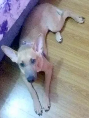 Cachorro raça SRD idade 7 a 11 meses nome Isis