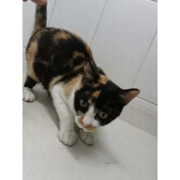 Gato ra a SRD idade 1 ano nome Rubi
